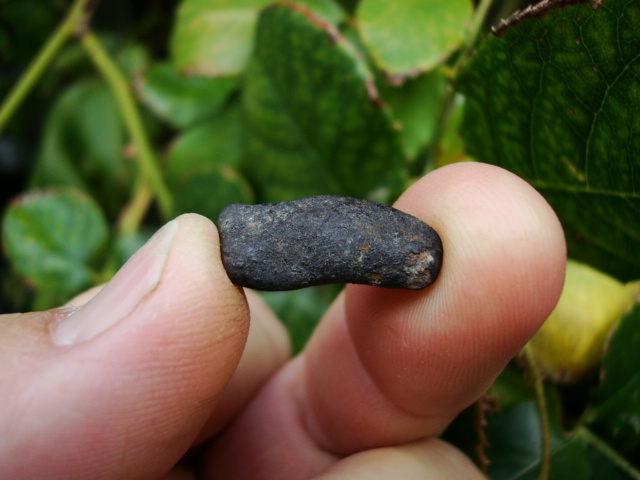 3.1 gram Buzzard Coulee Meteorite