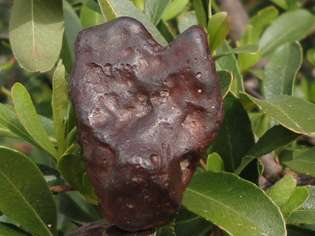 Franconia Iron - 47.28 grams