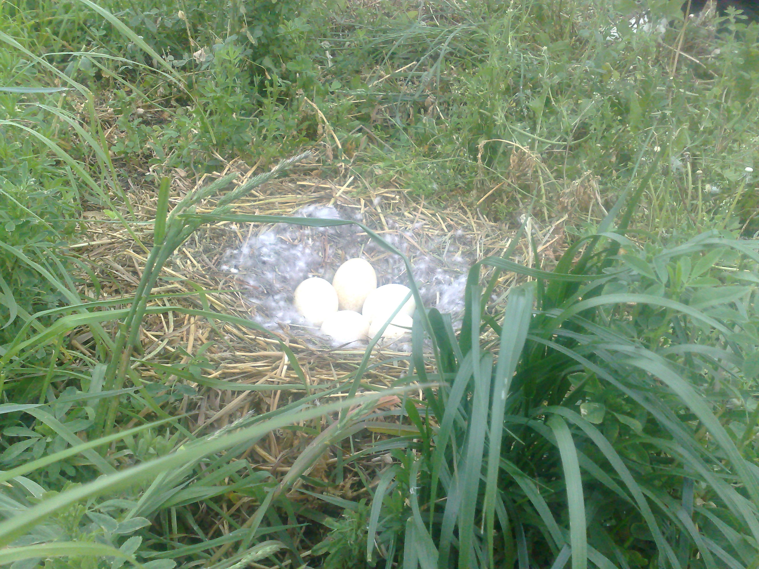 A Nest of goose eggs